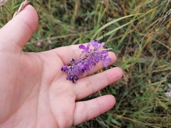 Scabiosa comosa