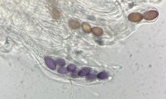Ascobolus aglaosporus