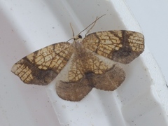 Nematocampa resistaria