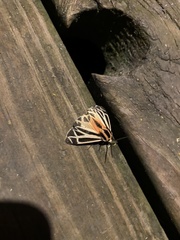 Apantesis parthenice