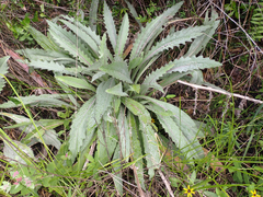 Cirsium horridulum
