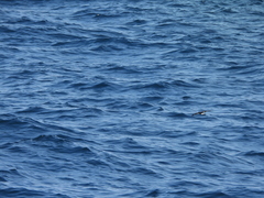 Oceanites oceanicus