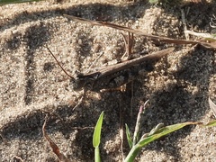 Psinidia fenestralis