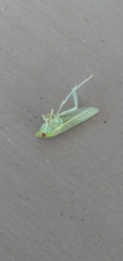 Gyponana