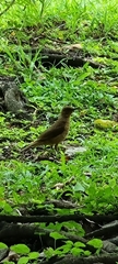 Turdus grayi