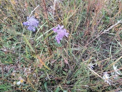 Scabiosa comosa