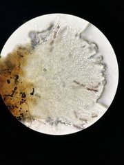 Ascobolus aglaosporus