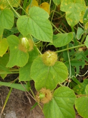 Passiflora foetida