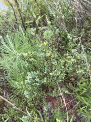 Hypericum crux-andreae