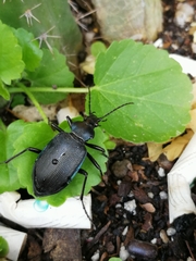 Calosoma