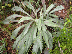 Cirsium horridulum
