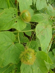 Passiflora foetida
