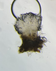 Ascobolus aglaosporus
