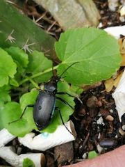 Calosoma