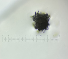 Ascobolus aglaosporus