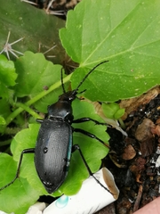 Calosoma