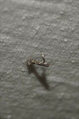 Caloptilia triadicae