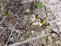 Carlowrightia arizonica