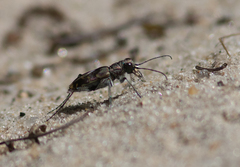 Cicindela repanda