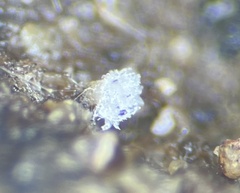 Ascobolus aglaosporus