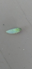 Gyponana