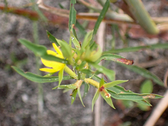 Ludwigia linearis