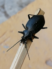 Calosoma