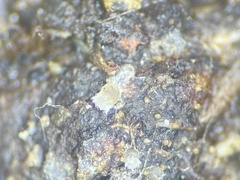 Ascobolus aglaosporus