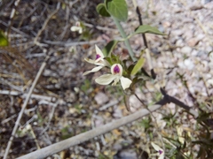 Carlowrightia arizonica