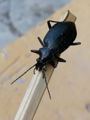 Calosoma