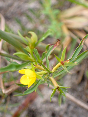 Ludwigia linearis