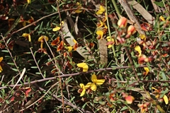 Bossiaea cinerea
