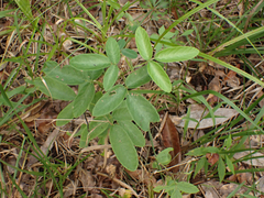 Desmodium incanum