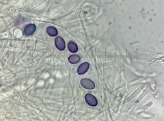 Ascobolus aglaosporus