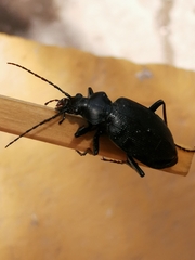 Calosoma
