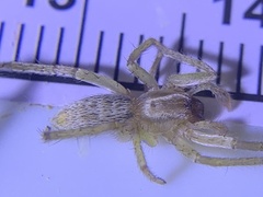 Hibana gracilis