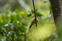 Pachycephala pectoralis