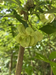 Ptelea trifoliata