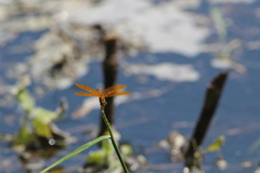 Perithemis tenera