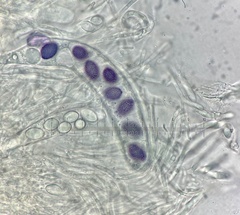 Ascobolus aglaosporus
