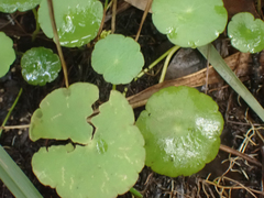 Hydrocotyle verticillata