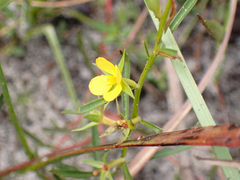 Ludwigia linearis
