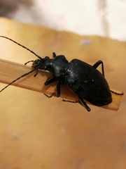 Calosoma