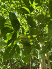Ptelea trifoliata