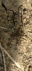 Lycosidae