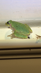 Hyla versicolor