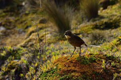 Grallaria quitensis