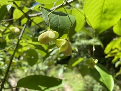 Euonymus atropurpureus