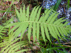 Pelazoneuron kunthii