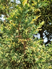 Cupressus macrocarpa